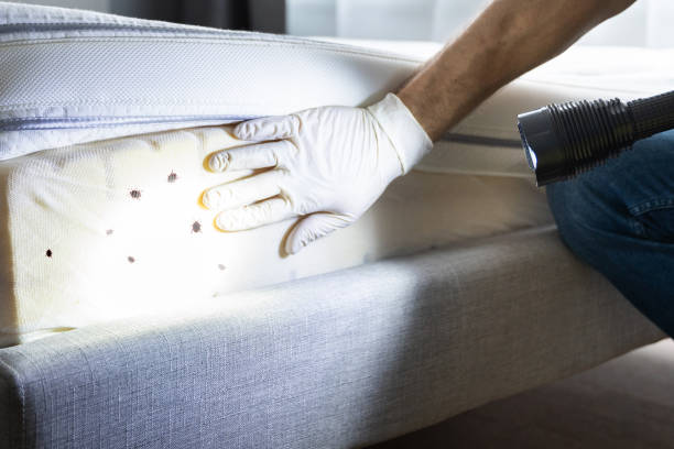 Trusted Morton Grove, IL Pest Control Experts